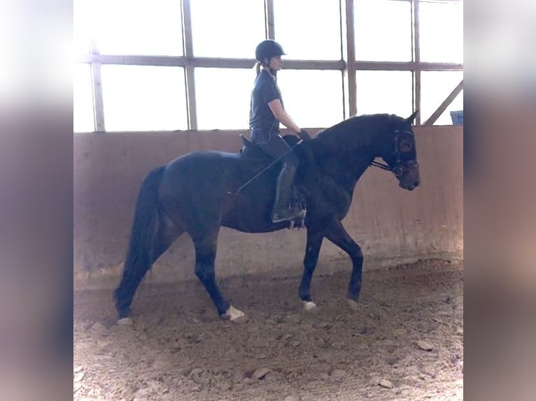 Trakehner Mix Wallach 9 Jahre 158 cm Brauner in Velbert Neviges