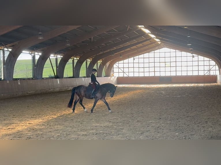 Trakehner Mix Wallach 9 Jahre 158 cm Brauner in Velbert Neviges
