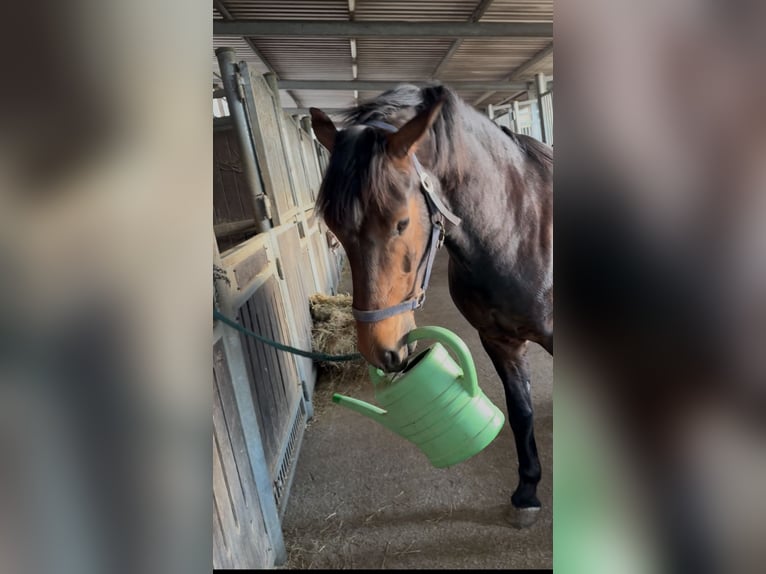 Trakehner Mix Wallach 9 Jahre 158 cm Brauner in Velbert Neviges