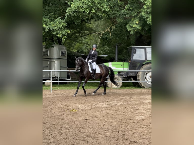 Trakehner Wallach 9 Jahre 162 cm Rappe in Hamburg