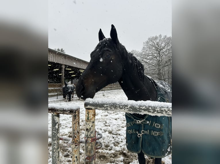 Trakehner Wallach 9 Jahre 162 cm Rappe in Hamburg