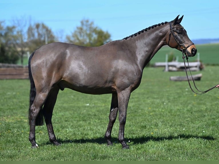Trakehner Wallach 9 Jahre 164 cm Brauner in Gomadingen