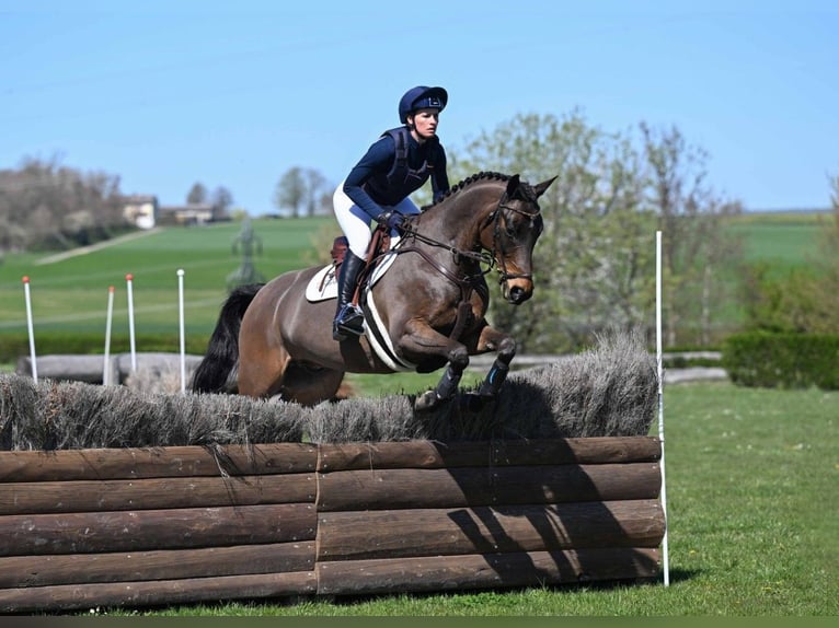 Trakehner Wallach 9 Jahre 164 cm Brauner in Gomadingen