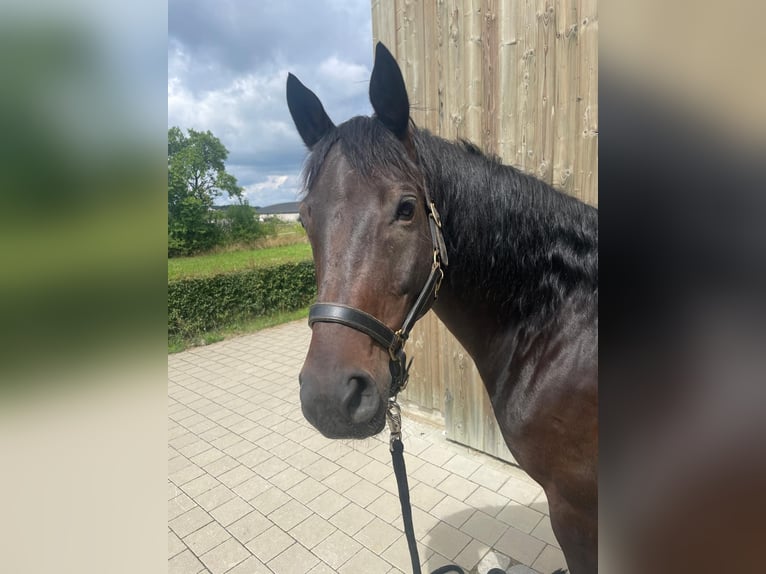 Trakehner Wallach 9 Jahre 164 cm Dunkelbrauner in Pappenheim