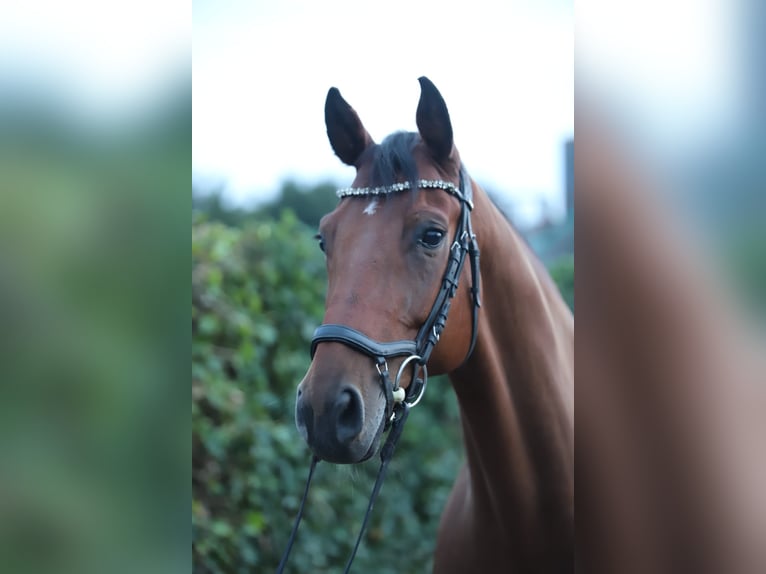 Trakehner Wallach 9 Jahre 167 cm Brauner in Solms