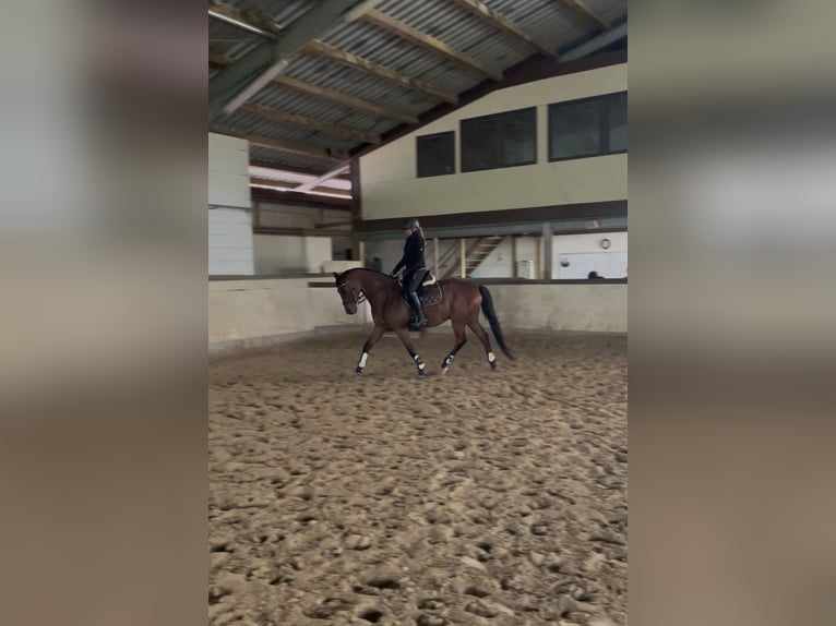Trakehner Wallach 9 Jahre 167 cm Brauner in Solms
