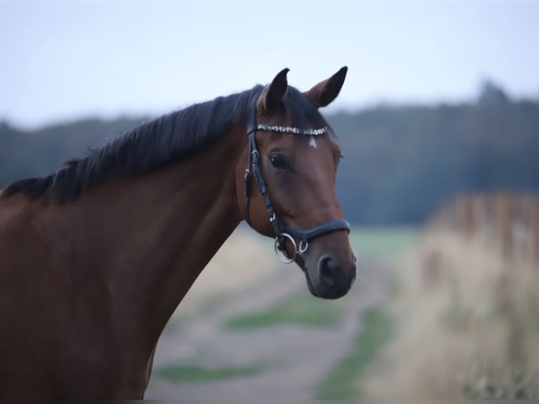 Trakehner Wallach 9 Jahre 167 cm Brauner in Solms