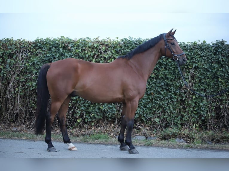 Trakehner Wallach 9 Jahre 167 cm Brauner in Solms