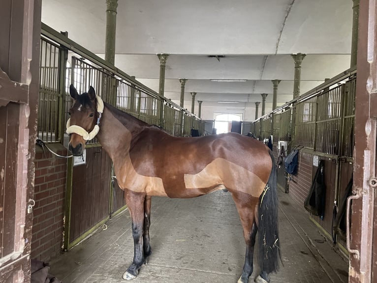 Trakehner Wallach 9 Jahre 167 cm Brauner in Solms