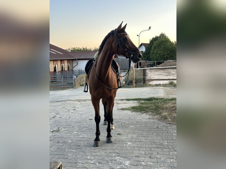 Trakehner Wallach 9 Jahre 167 cm Brauner in Solms