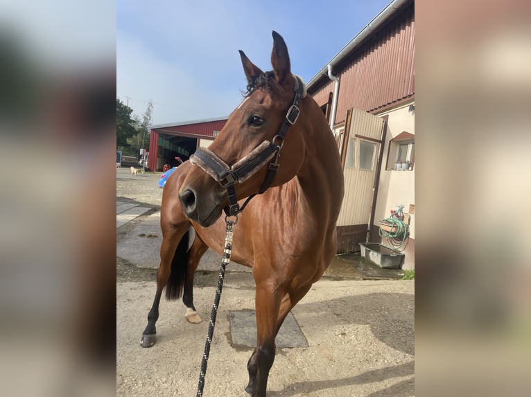 Trakehner Wallach 9 Jahre 167 cm Brauner in Solms