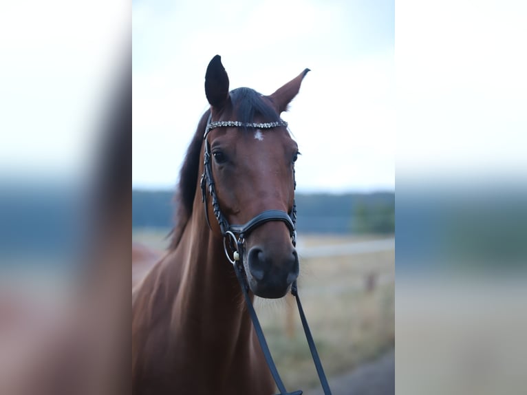 Trakehner Wallach 9 Jahre 167 cm Brauner in Solms