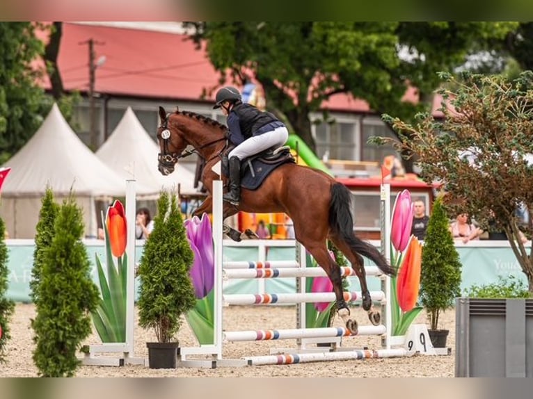Trakehner Wallach 9 Jahre 167 cm Brauner in Józefin
