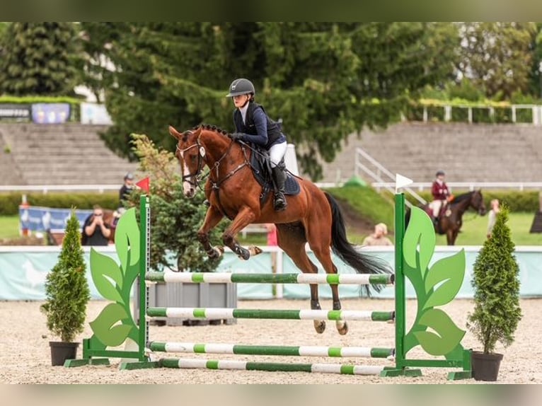 Trakehner Wallach 9 Jahre 167 cm Brauner in Józefin