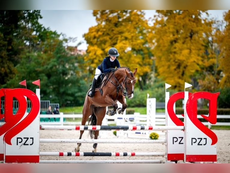 Trakehner Wallach 9 Jahre 167 cm Brauner in Józefin
