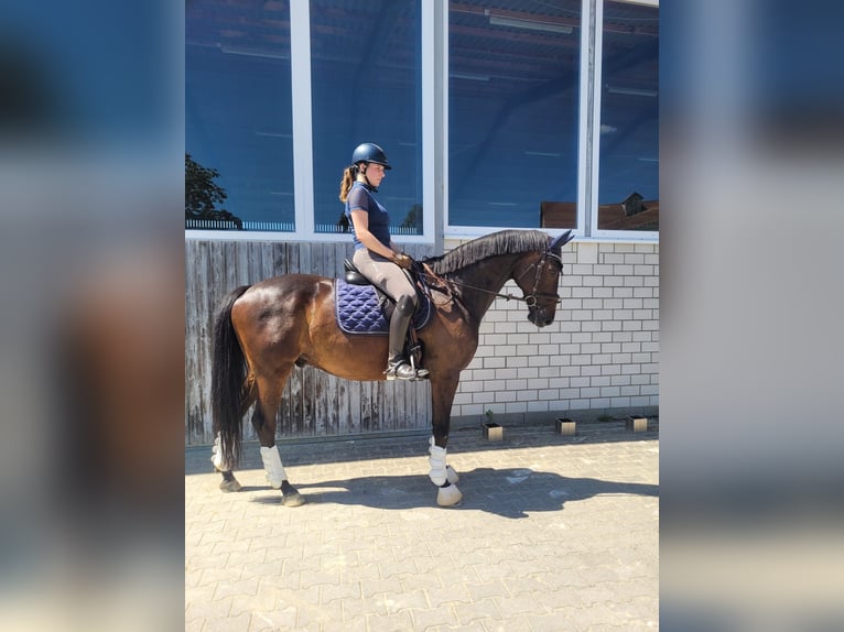 Trakehner Wallach 9 Jahre 167 cm Dunkelbrauner in Altshausen