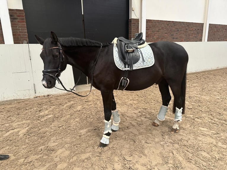 Trakehner Wallach 9 Jahre 167 cm Dunkelbrauner in Berlin