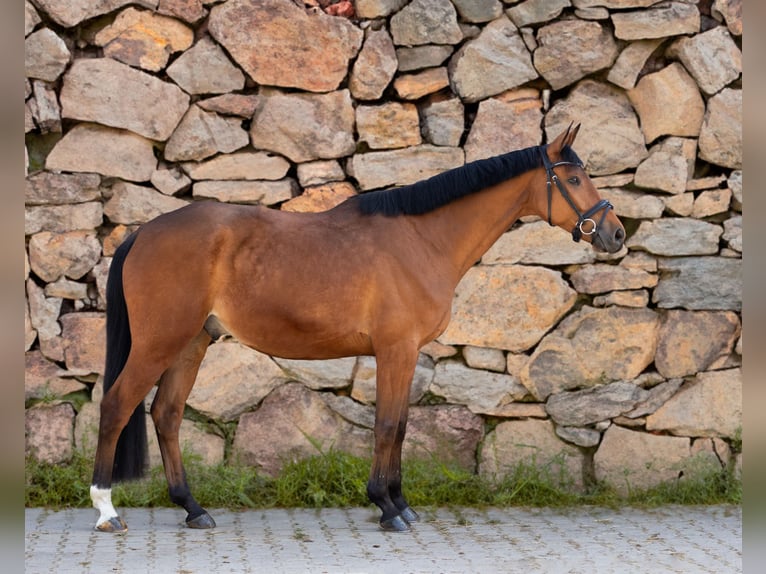Trakehner Wallach 9 Jahre 167 cm Hellbrauner in Wurmberg