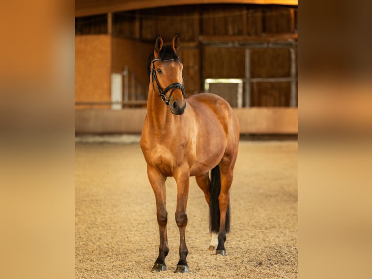 Trakehner Wallach 9 Jahre 167 cm Hellbrauner in Wurmberg