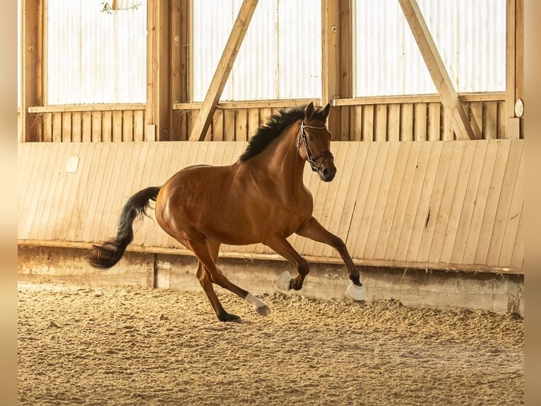 Trakehner Wallach 9 Jahre 167 cm Hellbrauner in Wurmberg