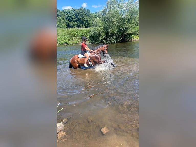 Trakehner Wallach 9 Jahre 168 cm Brauner in Solms