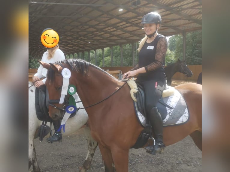 Trakehner Wallach 9 Jahre 168 cm Brauner in Solms