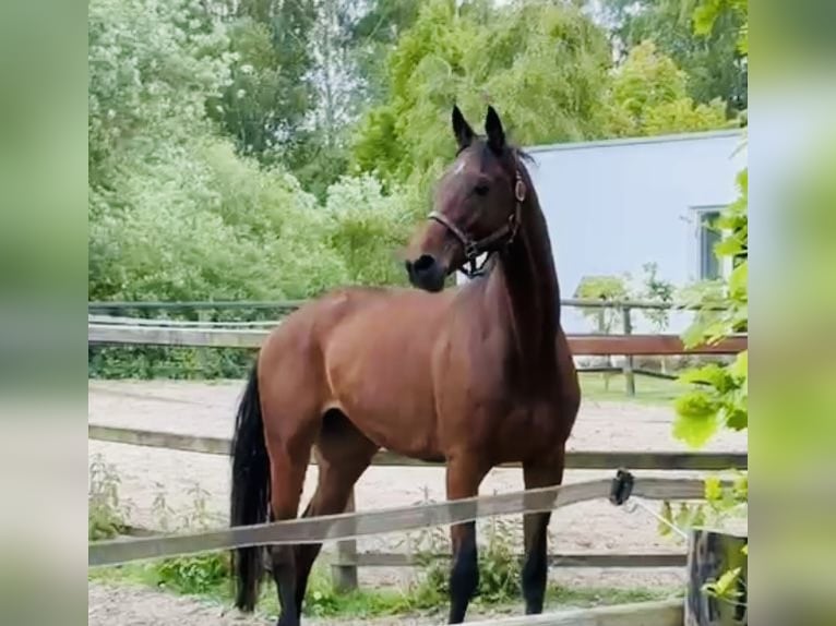 Trakehner Wallach 9 Jahre 168 cm Brauner in Sottrz