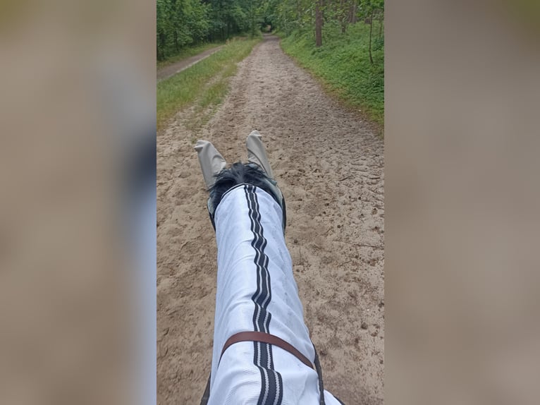 Trakehner Wallach 9 Jahre 170 cm in Langenhagen