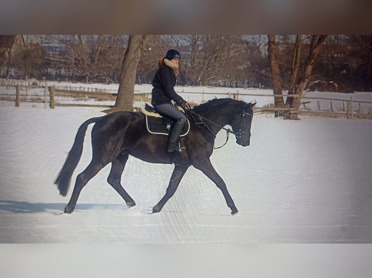Trakehner Wallach 9 Jahre 170 cm in Langenhagen