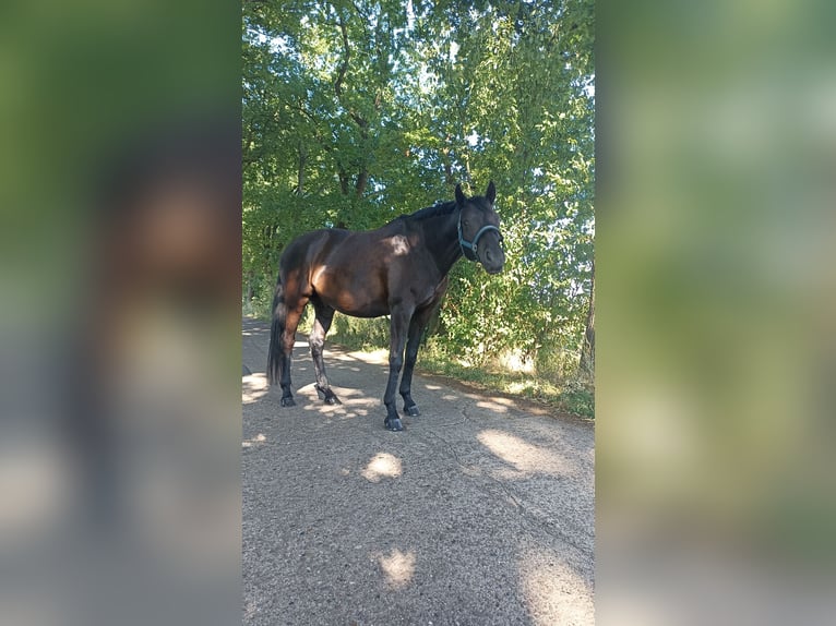 Trakehner Wallach 9 Jahre 170 cm in Langenhagen