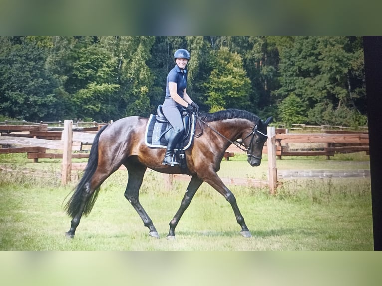 Trakehner Wallach 9 Jahre 170 cm in Langenhagen