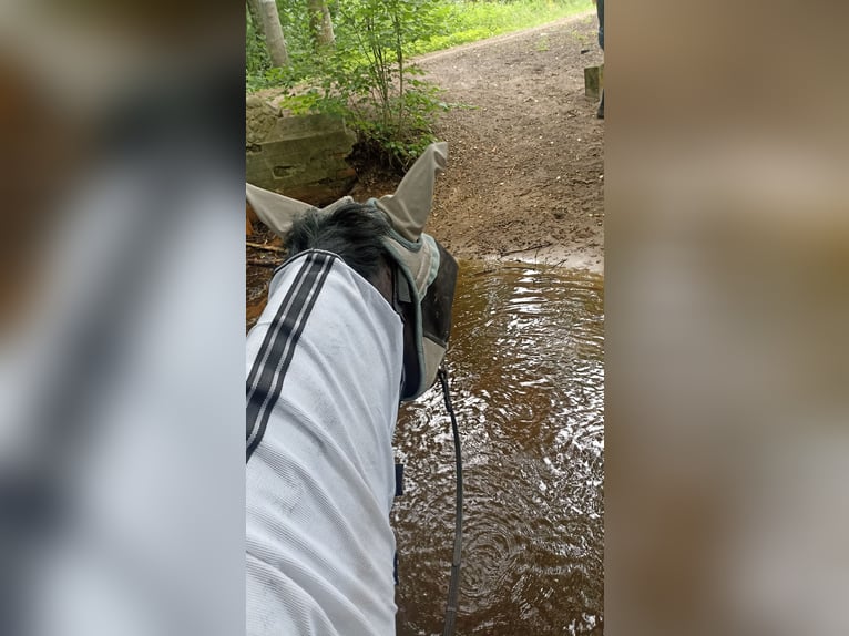Trakehner Wallach 9 Jahre 170 cm in Langenhagen