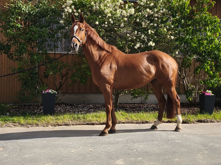 Trakehner Wallach 9 Jahre 170 cm Fuchs in Wilhermsdorf