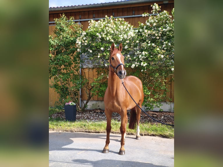 Trakehner Wallach 9 Jahre 170 cm Fuchs in Wilhermsdorf