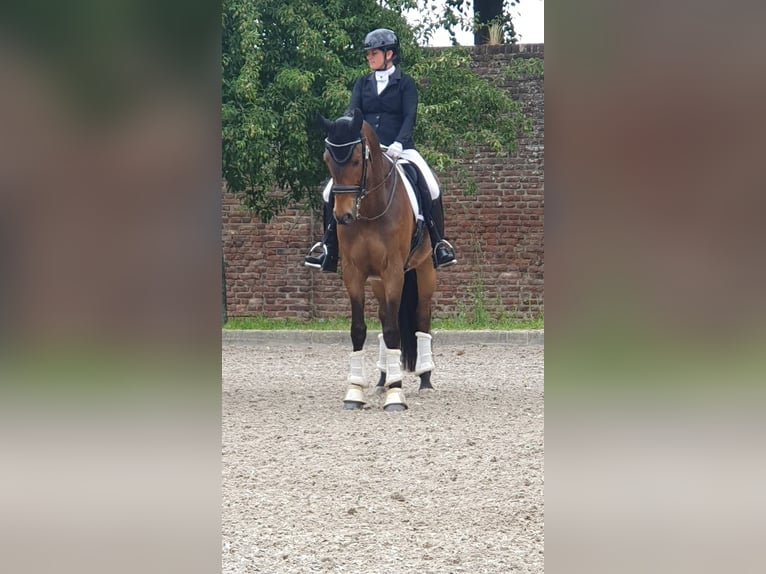Trakehner Wallach 9 Jahre 171 cm Brauner in Erkelenz