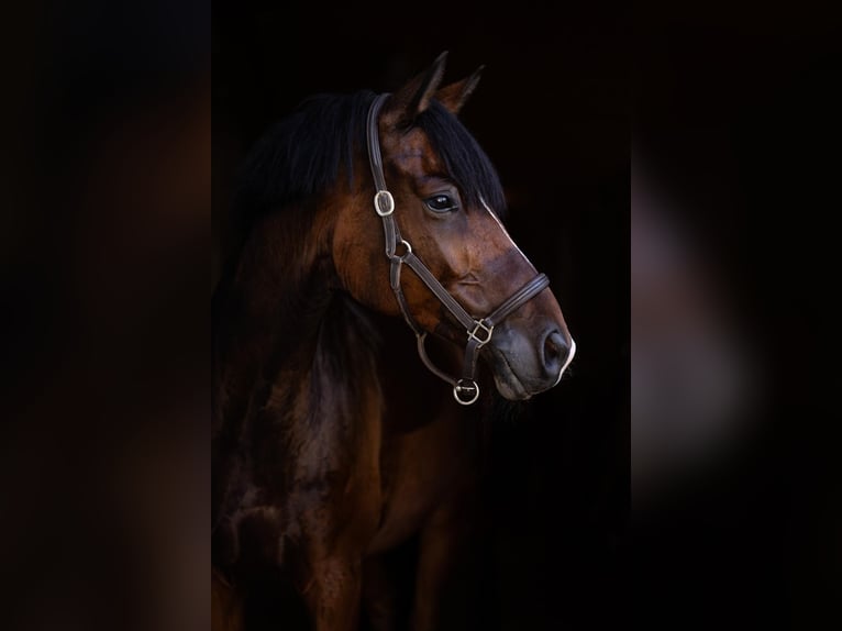 Trakehner Wallach 9 Jahre 171 cm Dunkelbrauner in Borchen