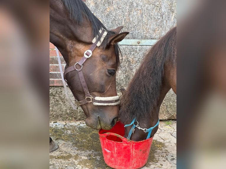 Trakehner Wallach 9 Jahre 172 cm Brauner in Krummwisch