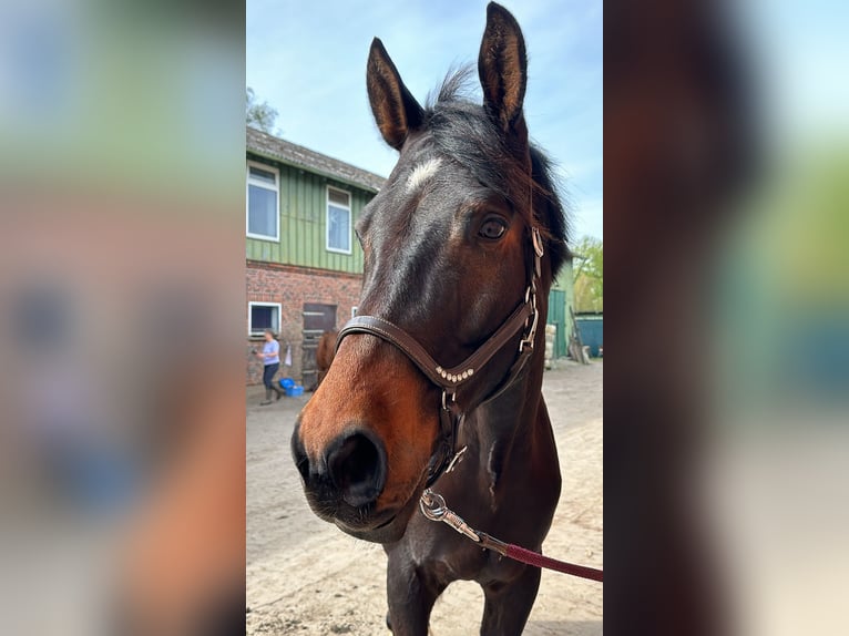 Trakehner Wallach 9 Jahre 172 cm Brauner in Krummwisch