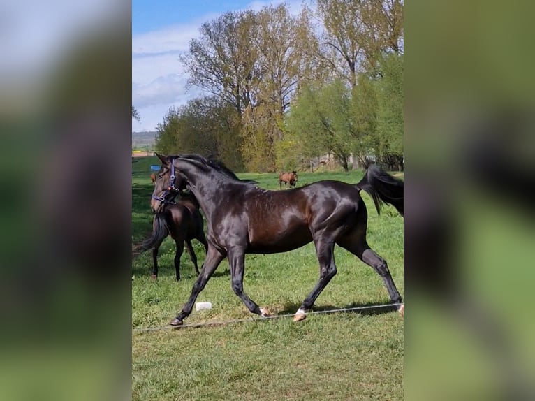 Trakehner Wallach 9 Jahre 172 cm Schwarzbrauner in Eisenach