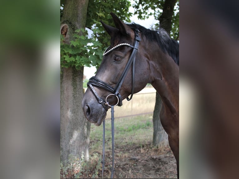 Trakehner Wallach 9 Jahre 173 cm Dunkelbrauner in Hepstedt