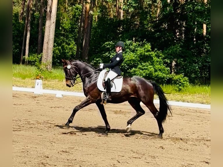 Trakehner Wallach 9 Jahre 174 cm Brauner in Berlin