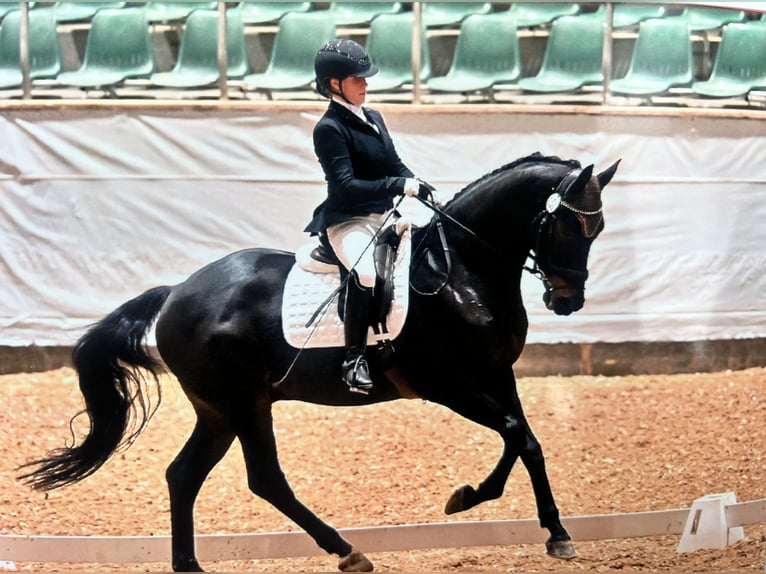 Trakehner Wallach 9 Jahre 174 cm Brauner in Berlin