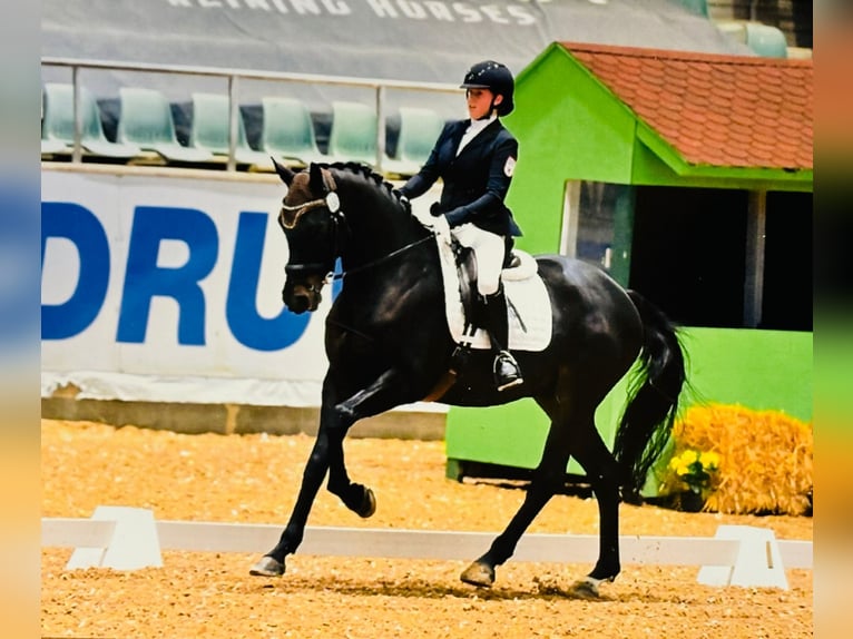 Trakehner Wallach 9 Jahre 174 cm Brauner in Berlin