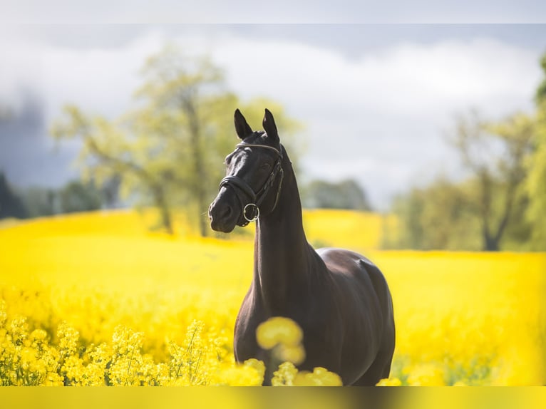 Trakehner Wallach 9 Jahre 175 cm Rappe in Panker