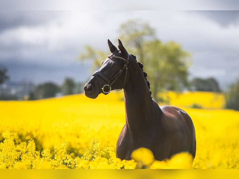 Trakehner Wallach 9 Jahre 175 cm Rappe in Panker
