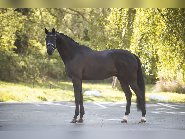 Trakehner Wallach 9 Jahre 175 cm Rappe in Panker