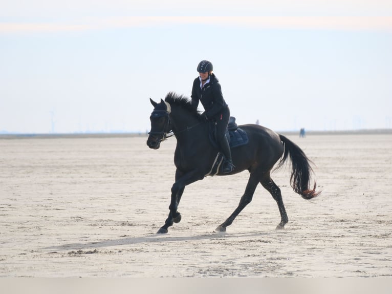 Trakehner Wallach 9 Jahre 177 cm Dunkelbrauner in Postfeld