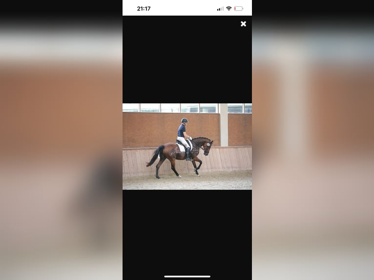 Trakehner Yegua 10 años 164 cm Castaño in Passail