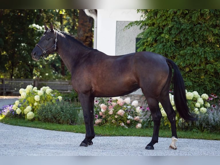 Trakehner Yegua 10 años 165 cm Negro in Jaidhof