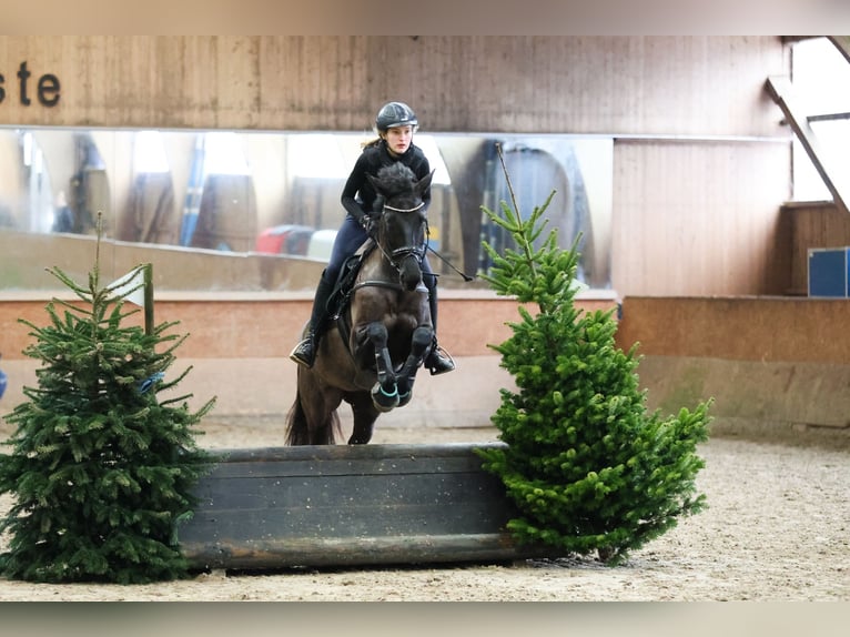 Trakehner Yegua 10 años 167 cm Negro in Salzhausen